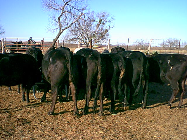 Cattle